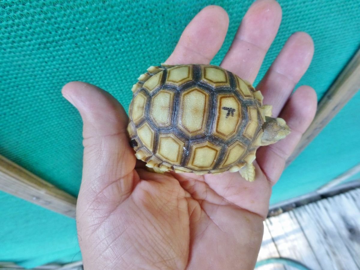 10-Top-Albino-Ivory-Sulcata (1)