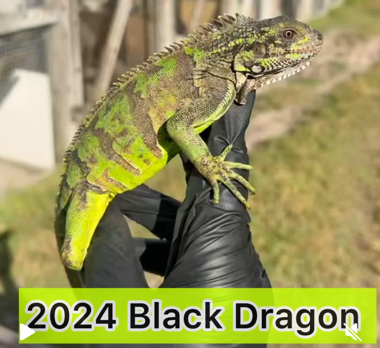 2024BlackDragon