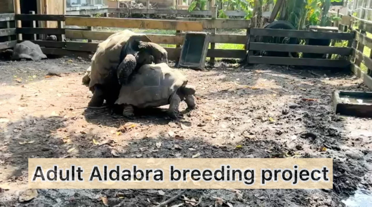 adultaldabrabreedingproject