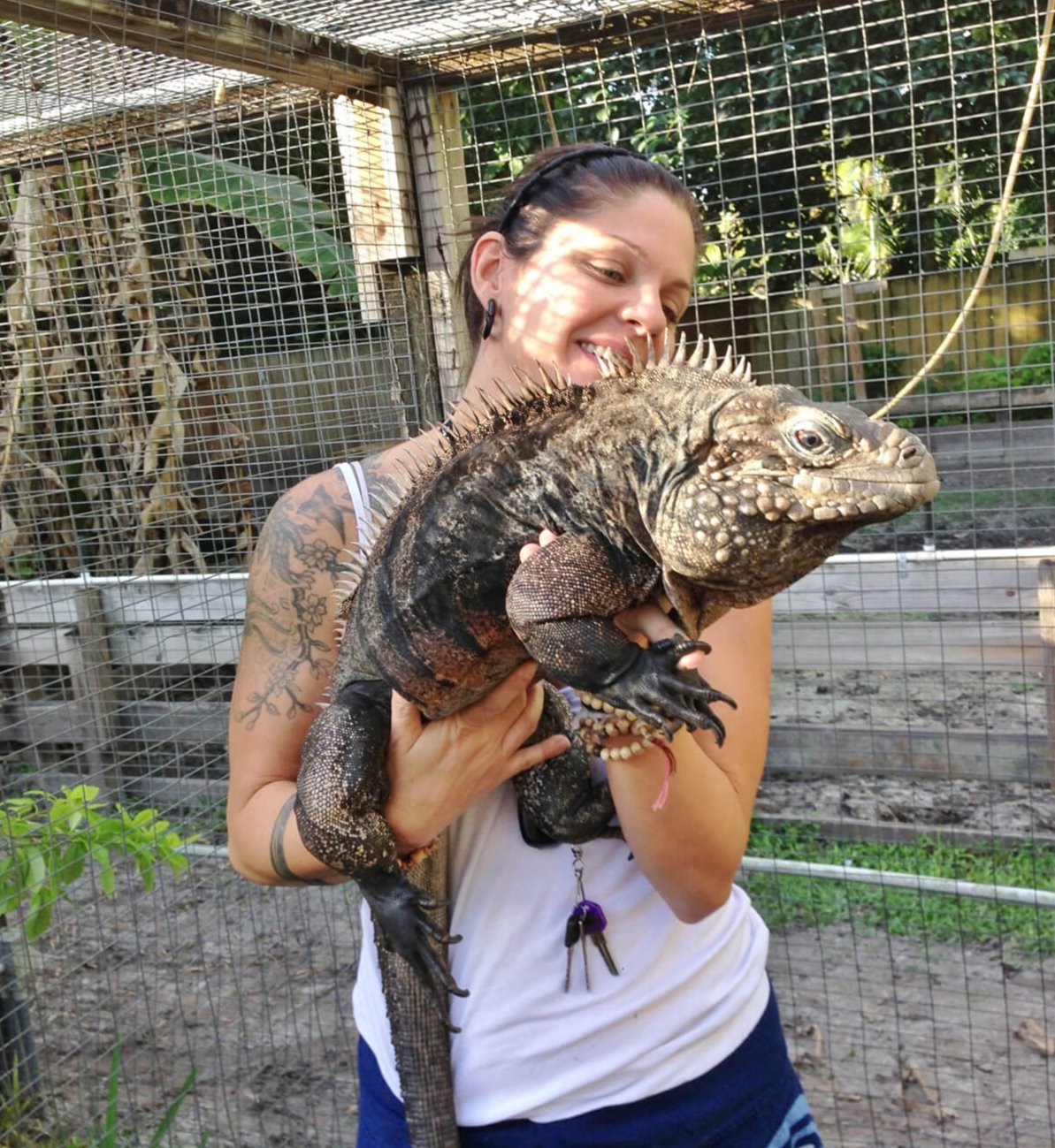 Cyclura Cuban