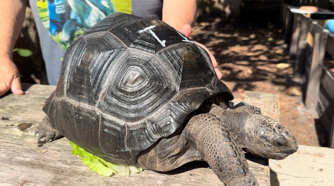 T1Aldabra