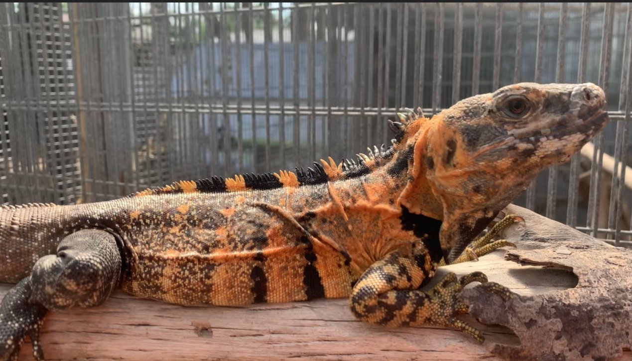 Orange-Pectinata