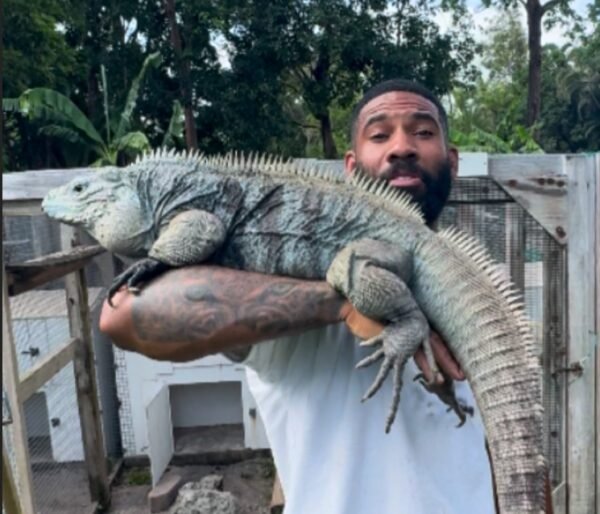 Cyclura Lewisi Hybrids