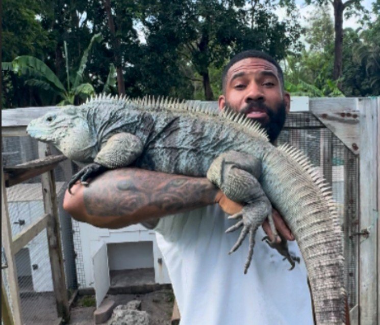 Cyclura Lewisi Hybrids