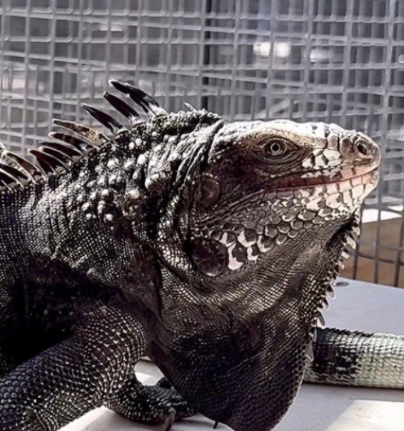 Black Dragon