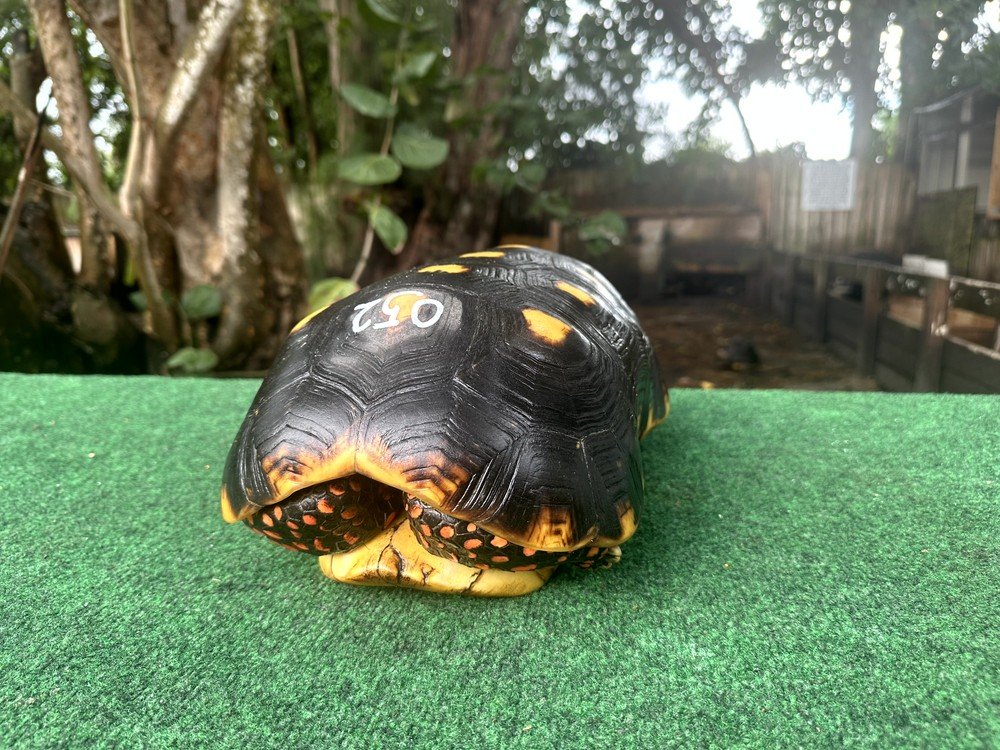 052_Face