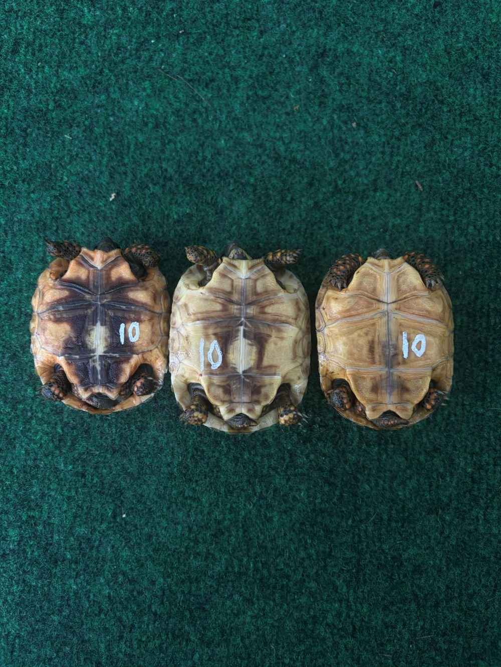 Group__10_bottom