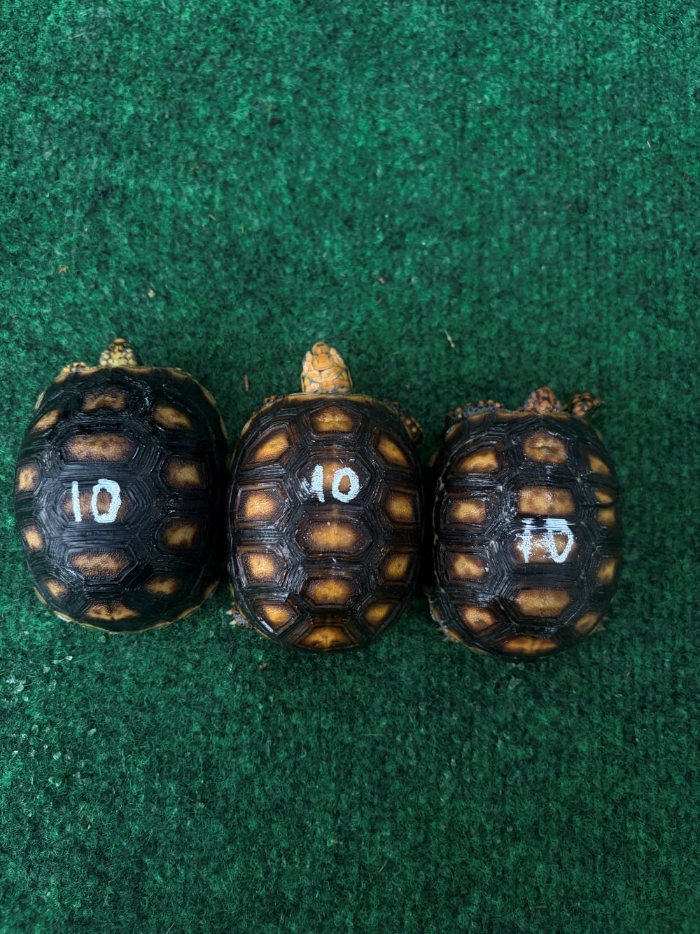 Group__10_top