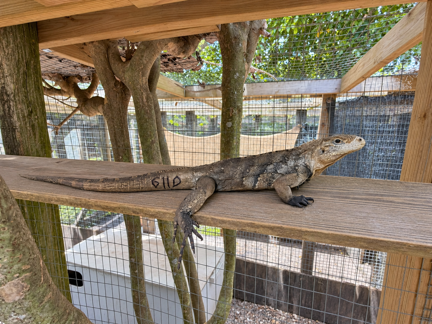 Lewisi_6110 Lewisi 6110 - Florida Iguana