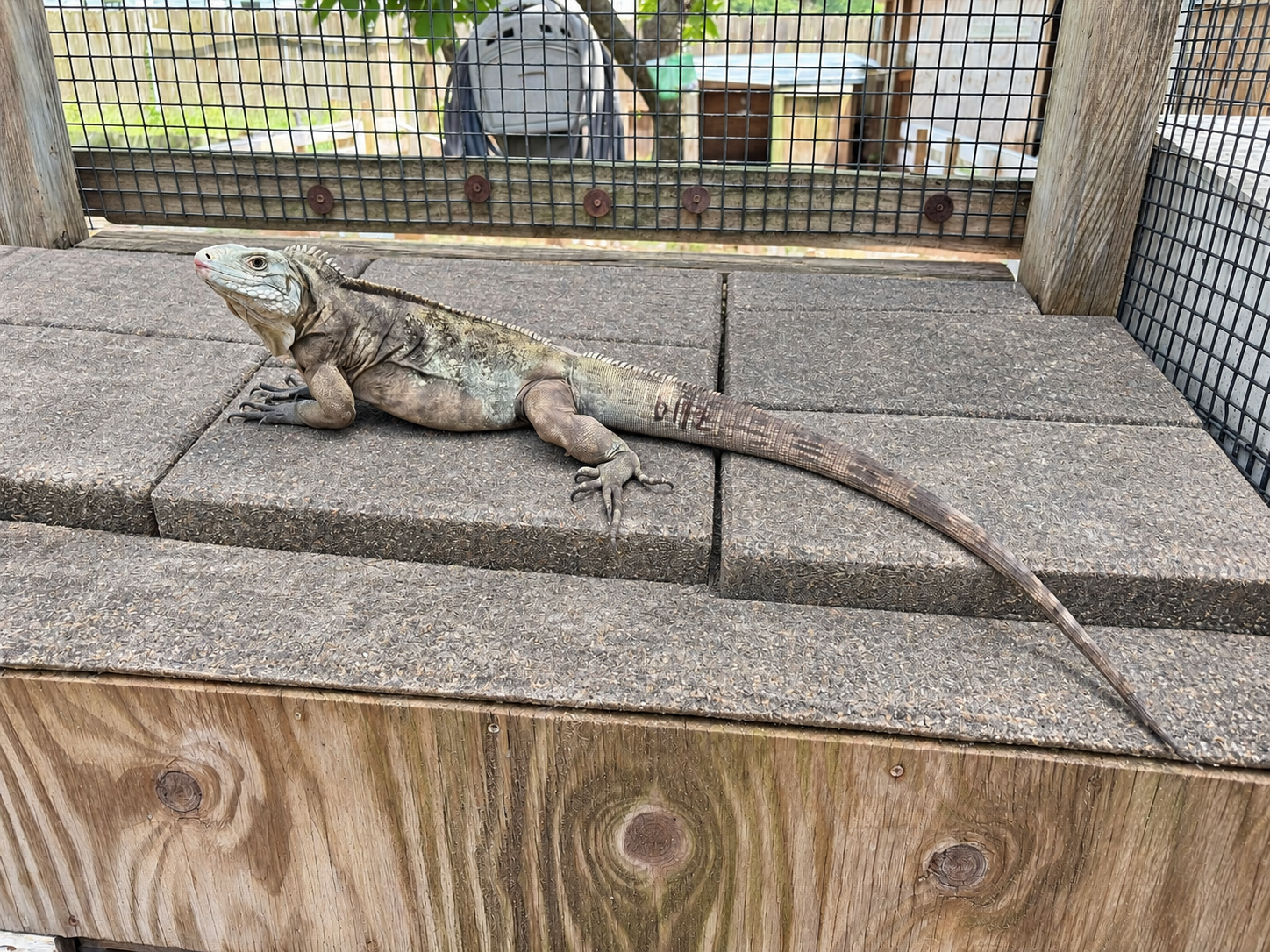 Lewisi_6112 Lewisi 6112 - Florida Iguana