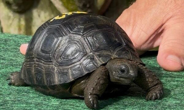 Aldabra tortoise MS2 with a rounded multi-scute shell