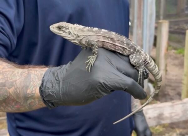 Male Bakeri iguana from the 2025 hatch