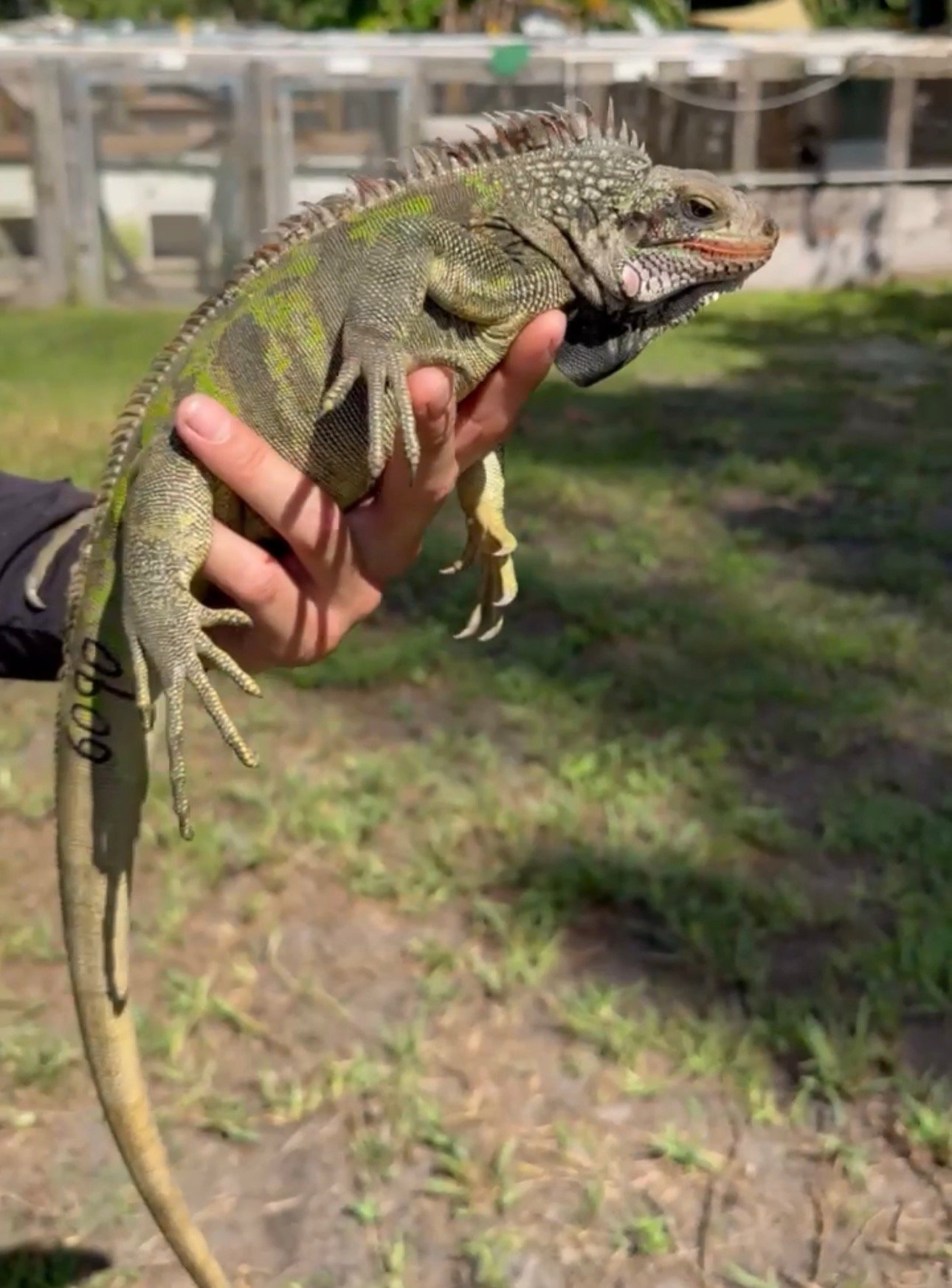 Screenshot 6090 - Florida Iguana