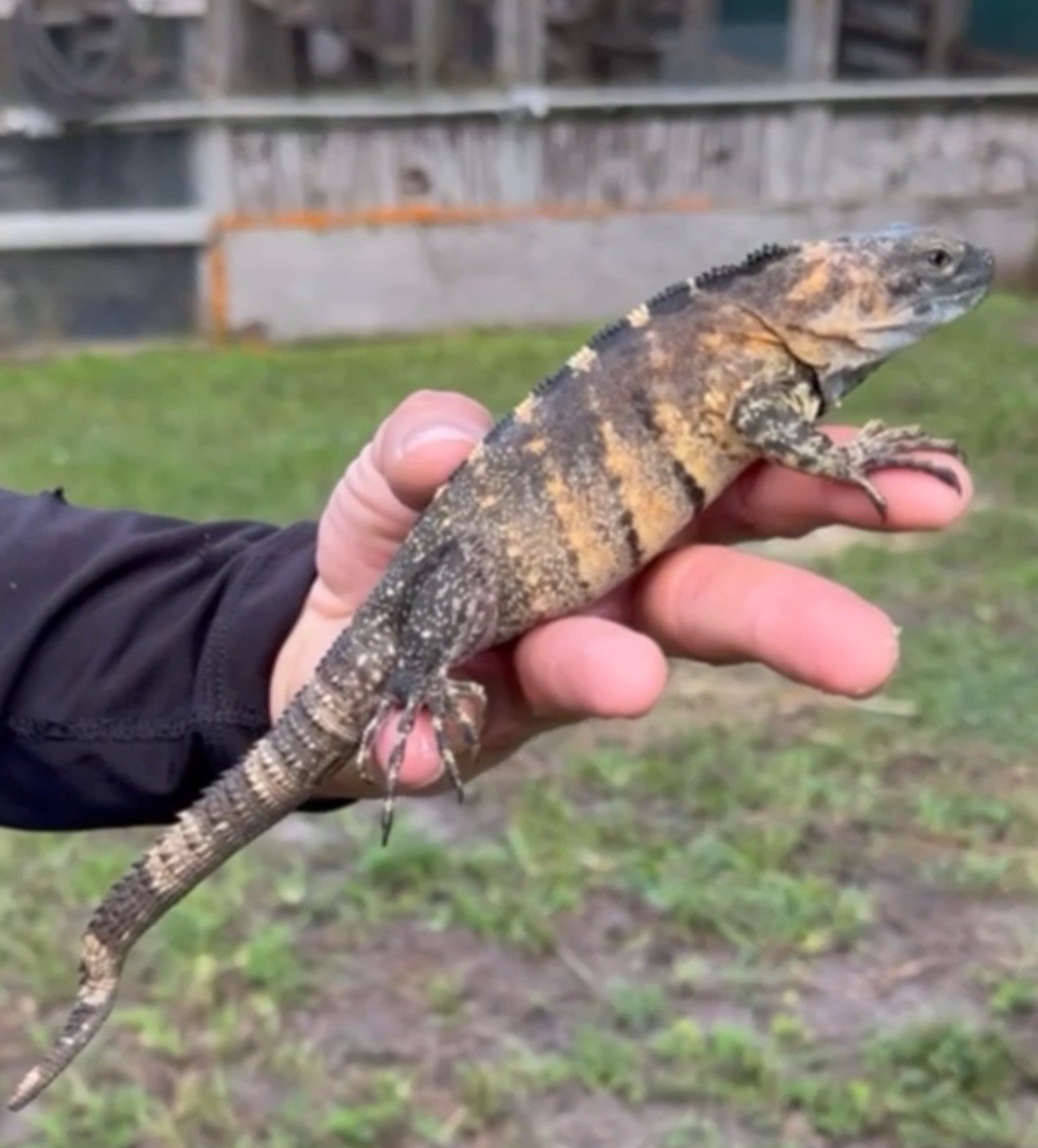 Screenshot 6135 - Florida Iguana