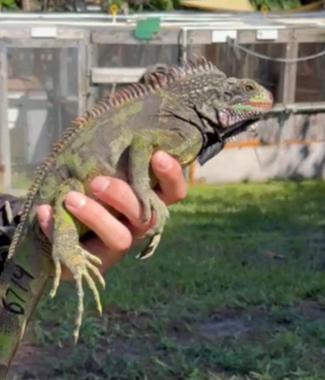 Screenshot 6714 - Florida Iguana