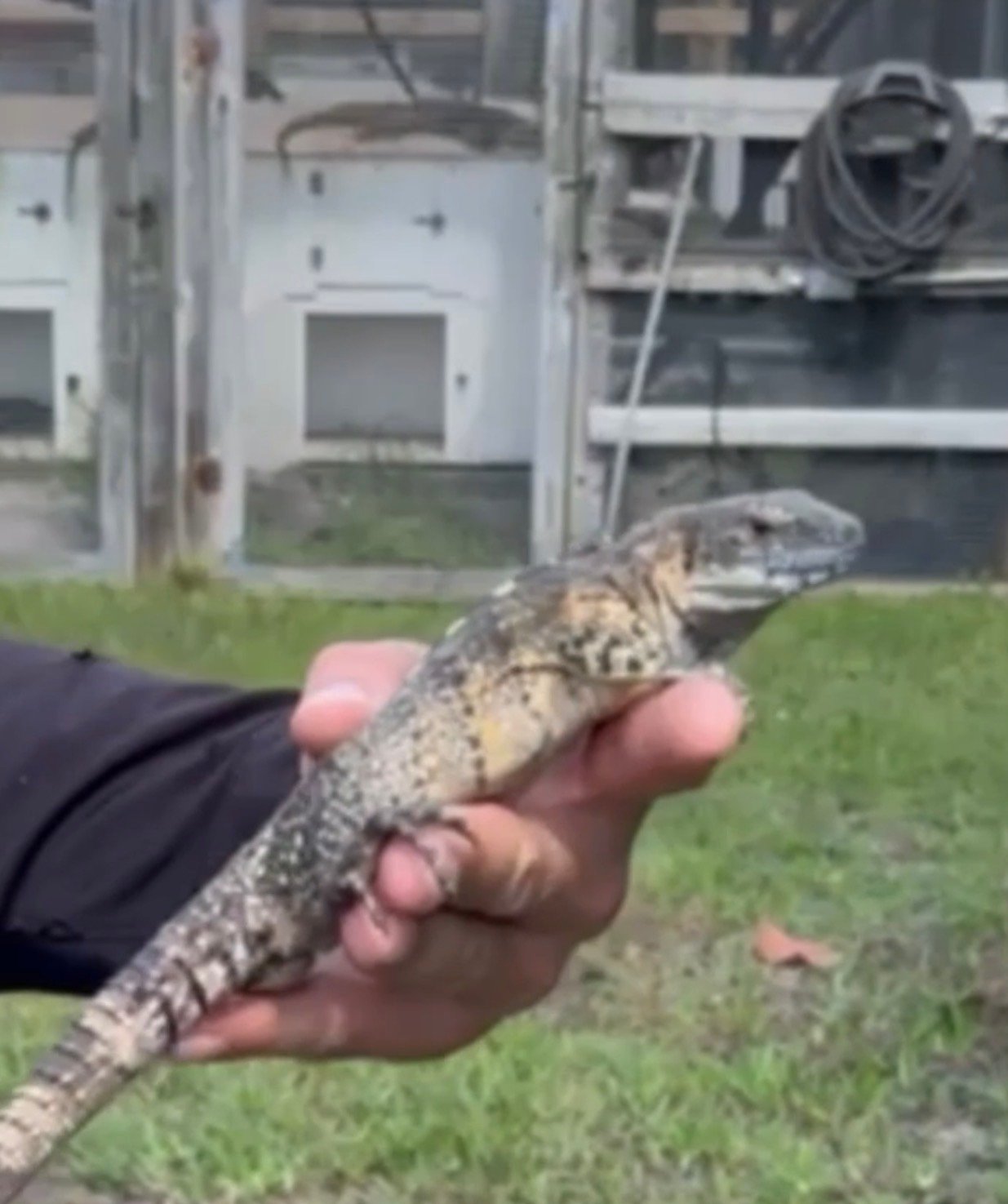Screenshot 7792 - Florida Iguana