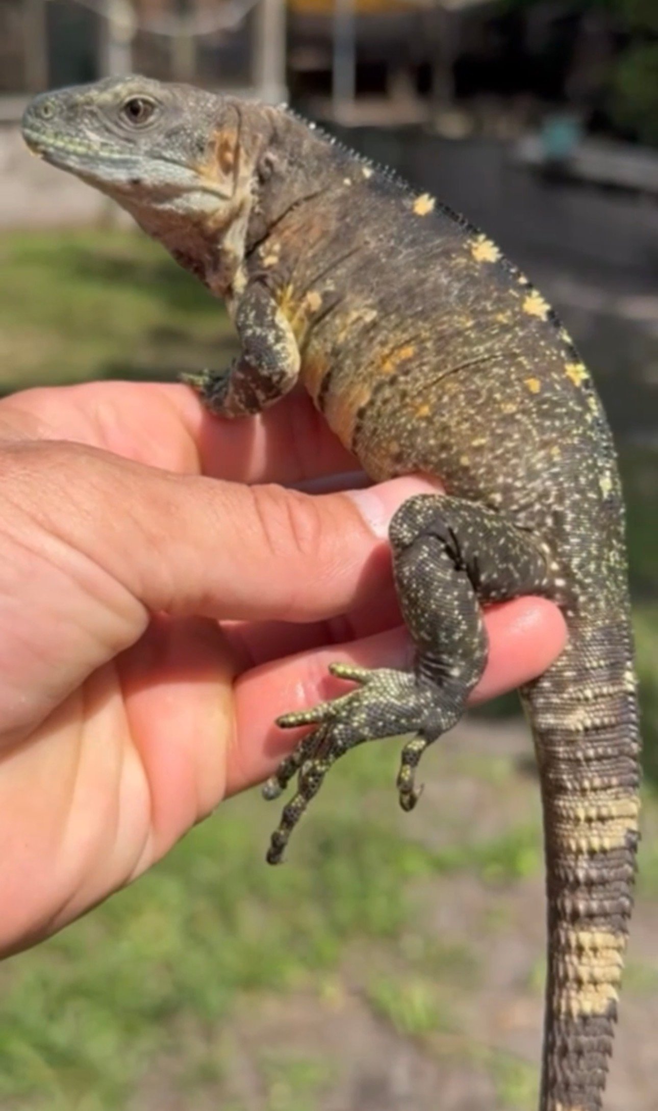Screenshot 7797 1 - Florida Iguana