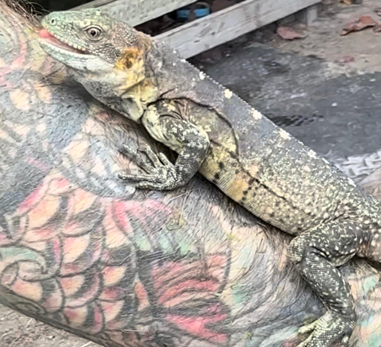 Screenshot 7797 - Florida Iguana