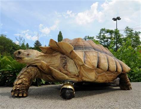 Watch out Mr. Hare: This tortoise is shell on wheels