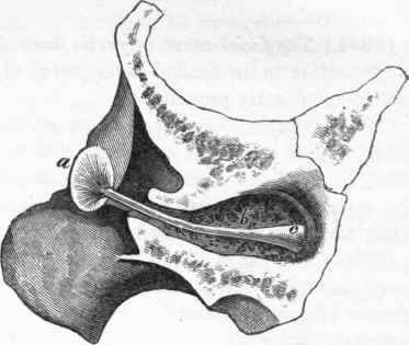 Tortoise Ear Infection