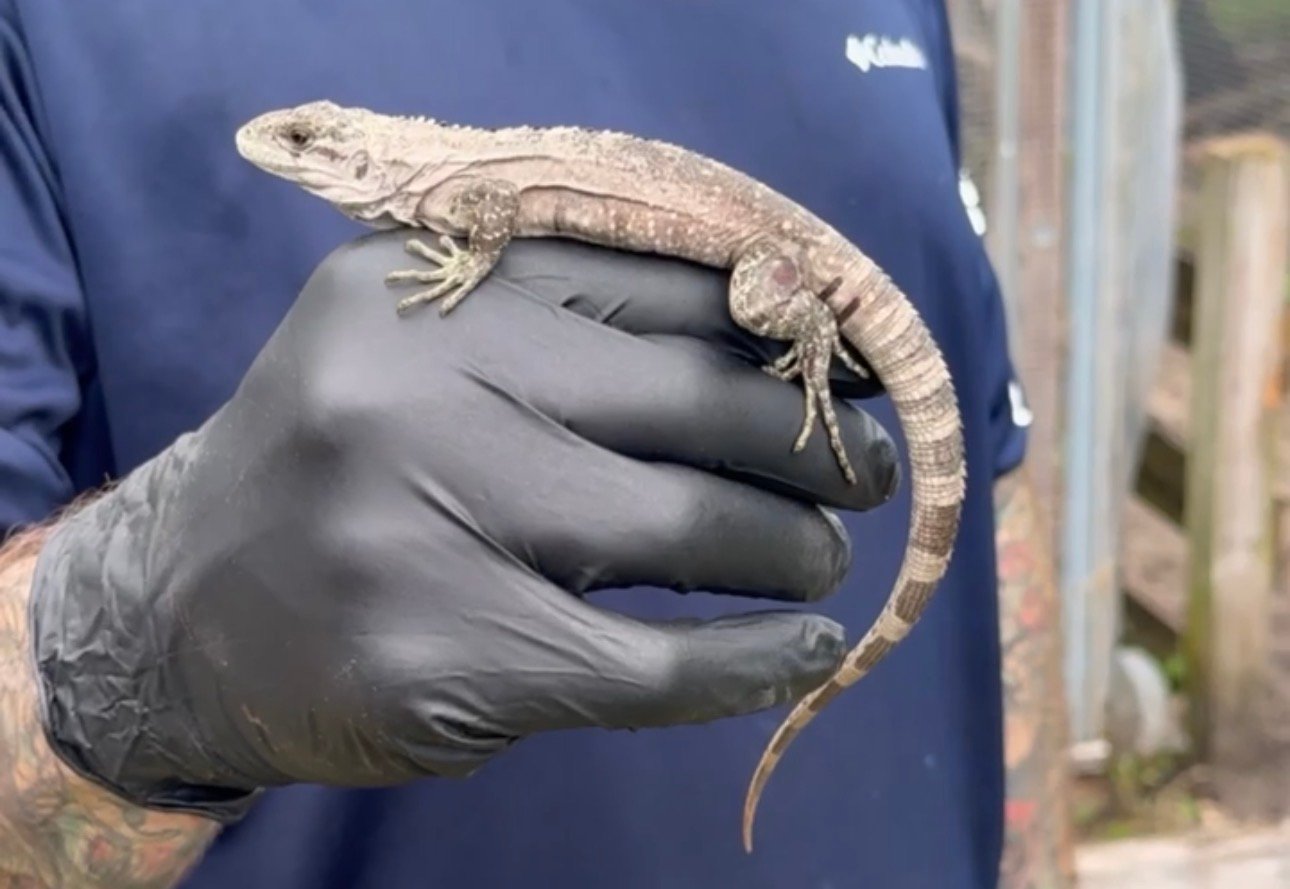 Screenshot Female bakeri 2 - Florida Iguana