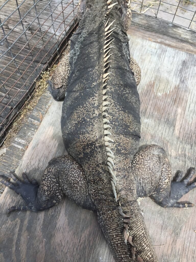 Cyclura Bloating condition