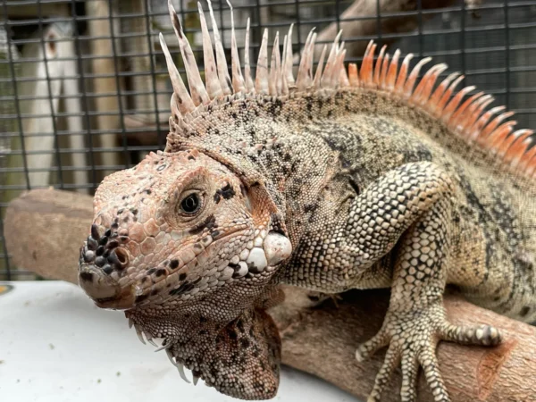 insularis Iguana