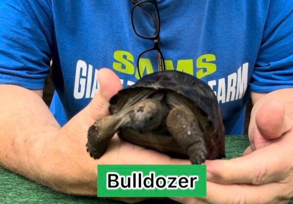 Aldabra tortoise M7 with multiple shell scutes