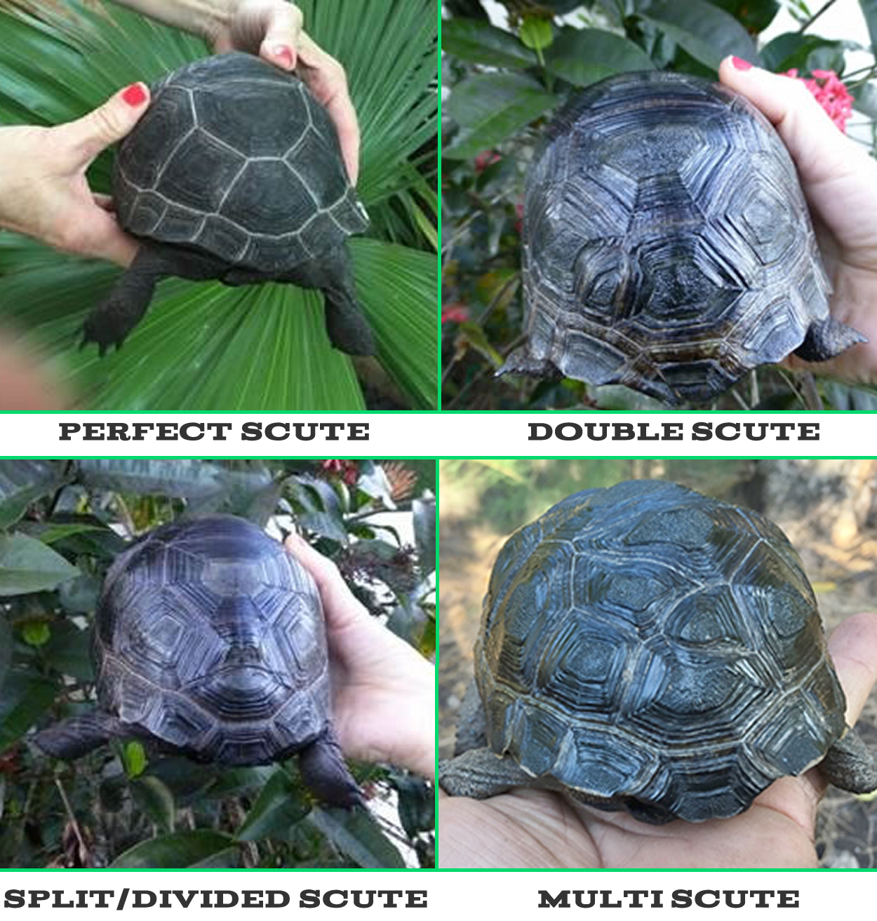 Perfect animal and a Double or Divided scute Multi Scute1 - Florida Iguana