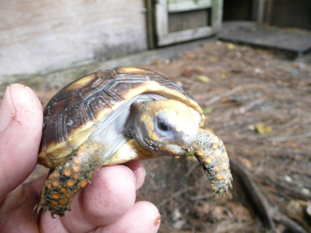 Amazon Basin Yellow Foot