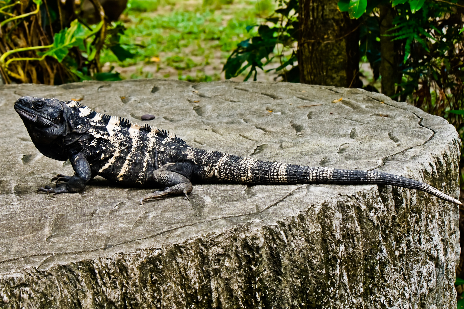 Roatan iguana