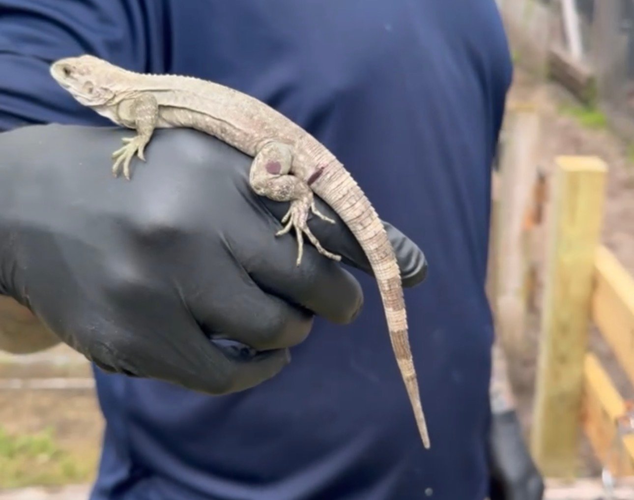 Screenshot bskeri female 1 - Florida Iguana