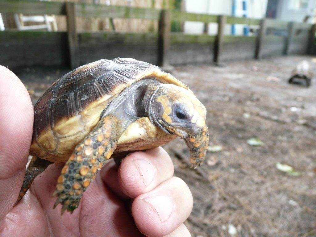 Amazon Basin Yellow Foot